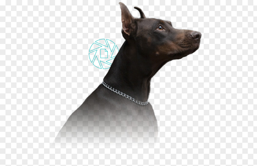 Opentext Dobermann Manchester Terrier Information Security Regulatory Compliance PNG