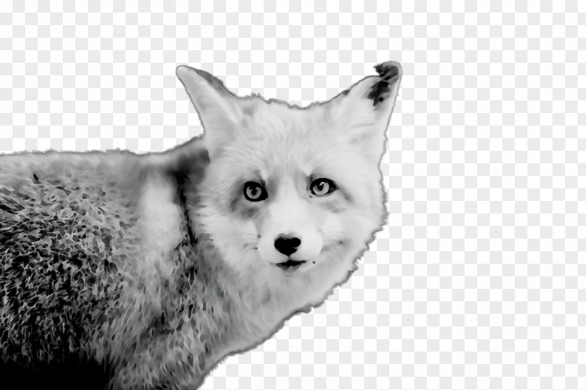 Fox Wildlife White Black Black-and-white Head PNG