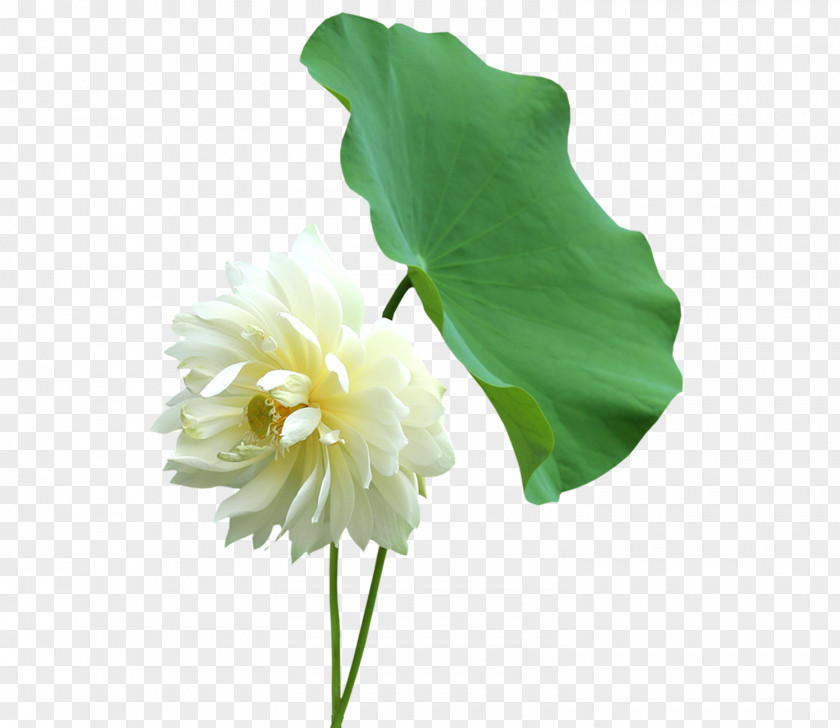 Lotus Nelumbo Nucifera Leaf Cut Flowers Petal PNG