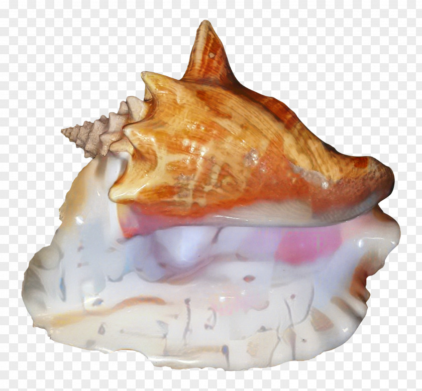 Meringue Musical Instrument Conch PNG