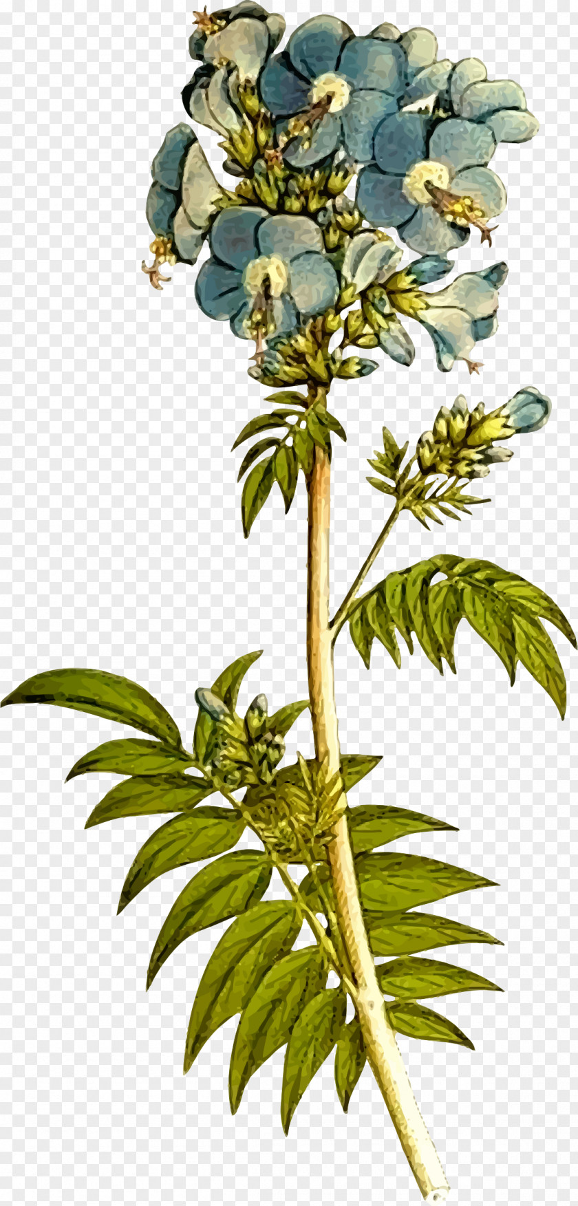 Misty Meadow Floral Clipart Set Jacob's Ladder Botany Polemonioideae Plant Polemonieae PNG