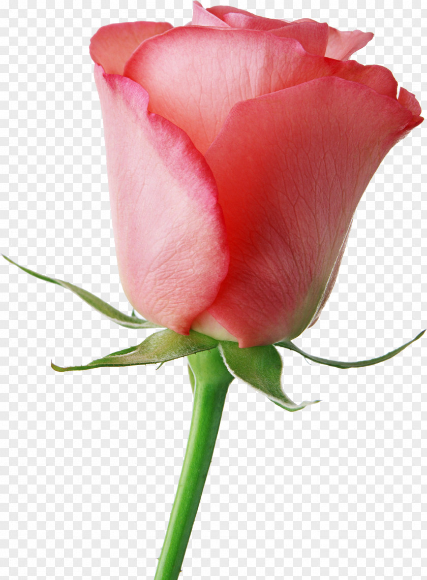 Pink Roses Flower Livre Brasil Valentine's Day Rose Gift PNG