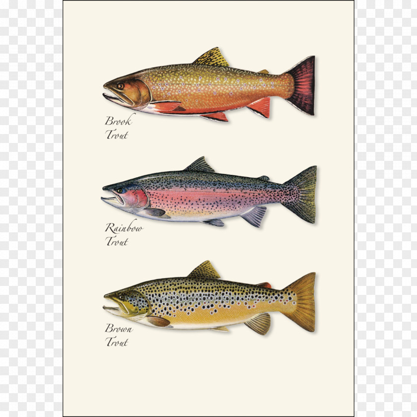 Trout Herring Bony Fishes Salmon Sardine PNG