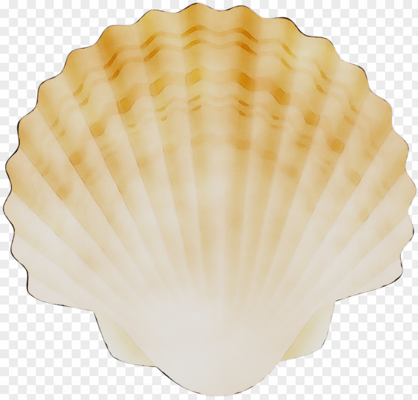 Cockle Conchology Scallops PNG