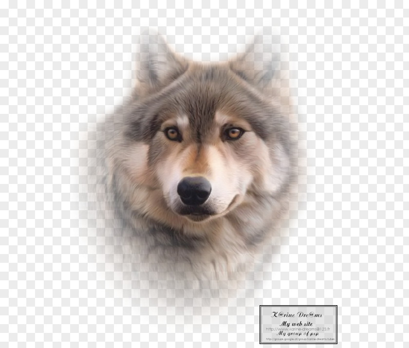 Dog Husky Saarloos Wolfdog Czechoslovakian Kunming Gray Wolf Sakhalin PNG