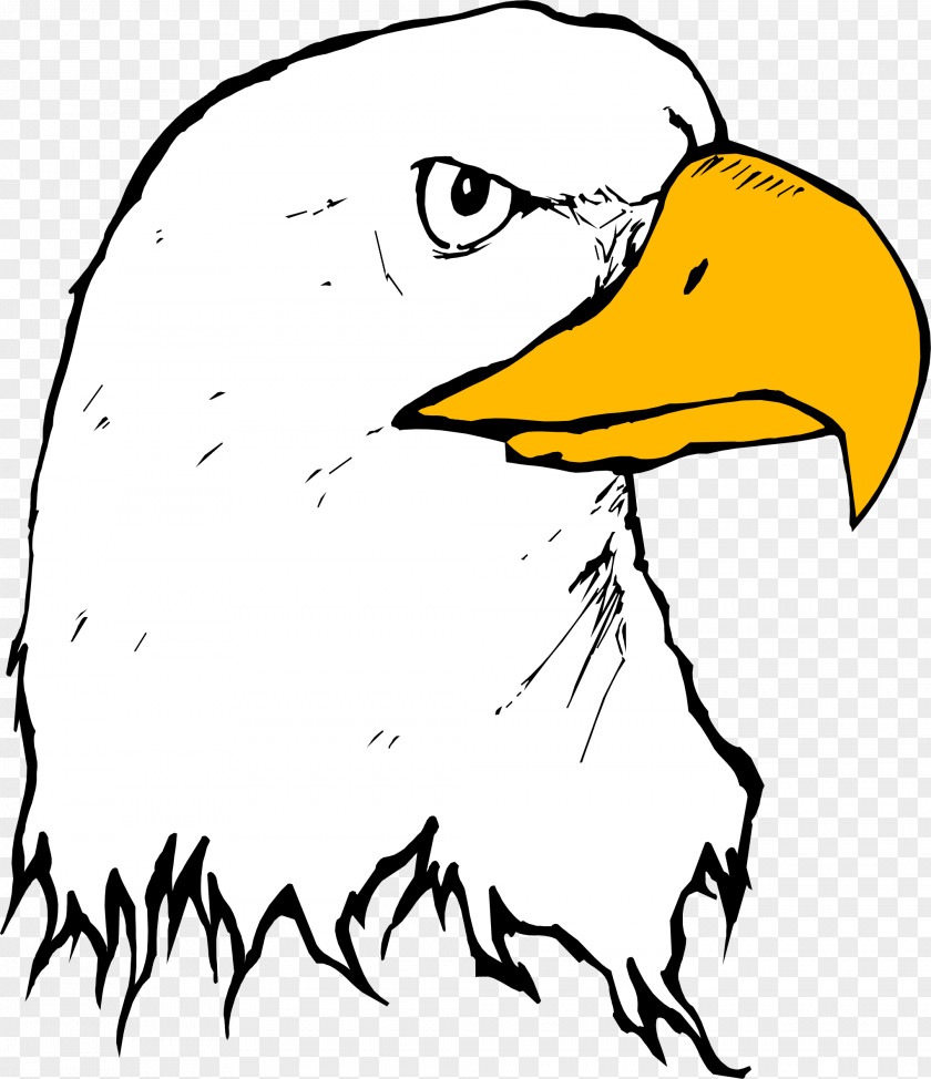Eagle Clipart Bald Beak Clip Art PNG
