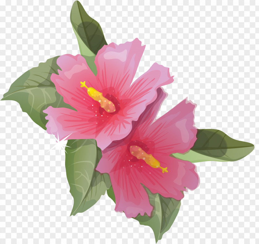 Flowers Common Hibiscus Flower Clip Art PNG