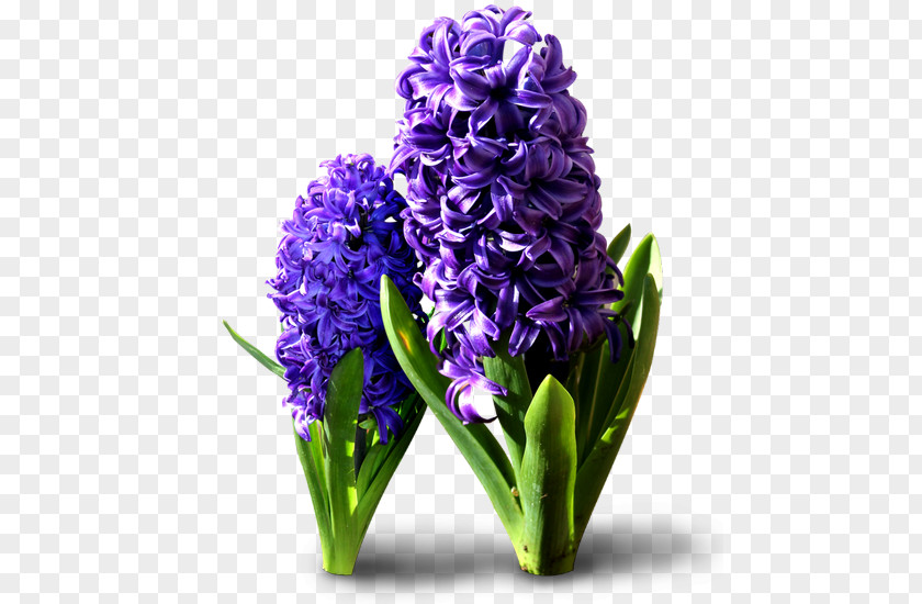 Hyacinthus Orientalis Cut Flowers Clip Art PNG