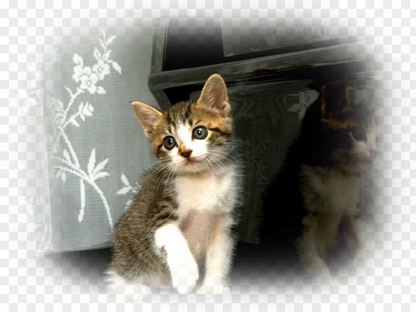 Kitten Aegean Cat Domestic Short-haired Whiskers Feral PNG