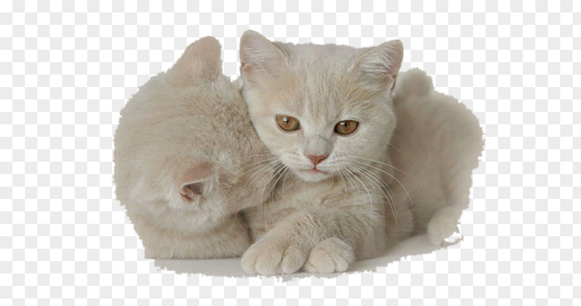 Kitten Cat Dog Animaatio PNG