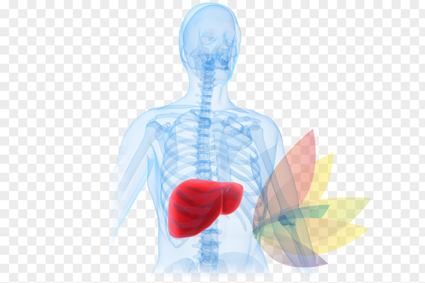 Liver Disease Failure Acetaminophen Hepatotoxicity PNG