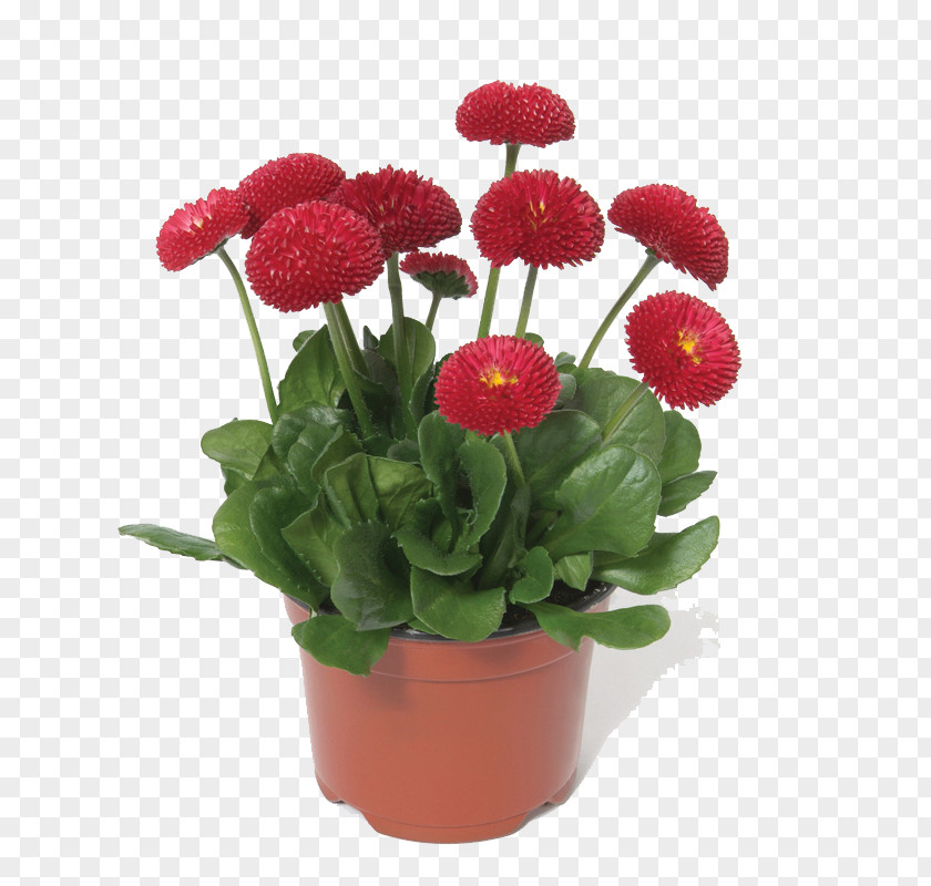 Potted Flower Bouquet Common Daisy Chrysanthemum Bonsai Seed PNG