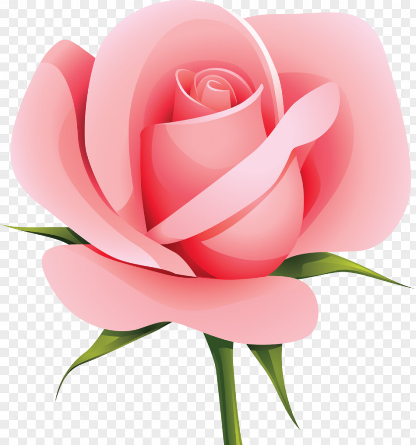 Rose Vector Flower Clip Art PNG