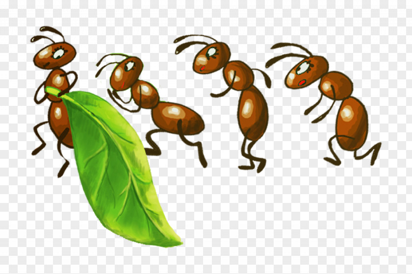Ants Ant Insect Bee Drawing Aphid PNG