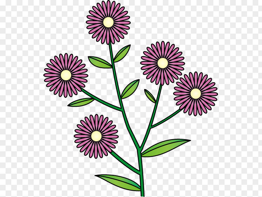 Aster Flower Common Daisy Chrysanthemum Floral Design Clip Art PNG