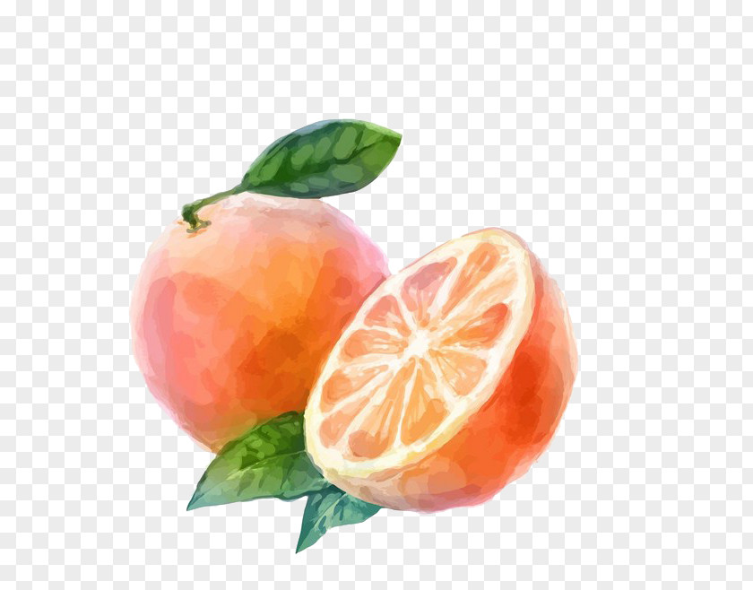 Grapefruit Watercolor Painting Auglis Orange Vegetable PNG