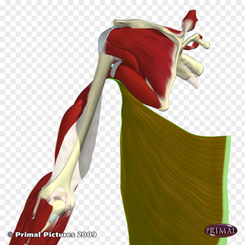 Latissimus Dorsi Shoulder PNG