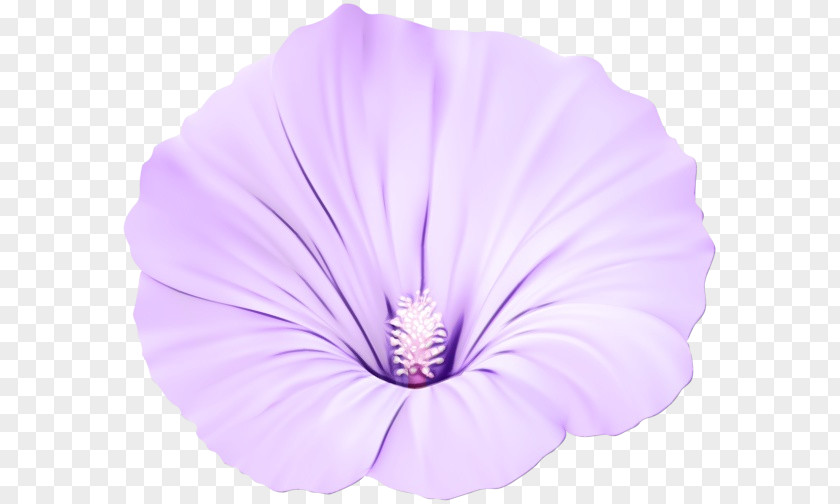 Tree Mallow Morning Glory Lavender PNG
