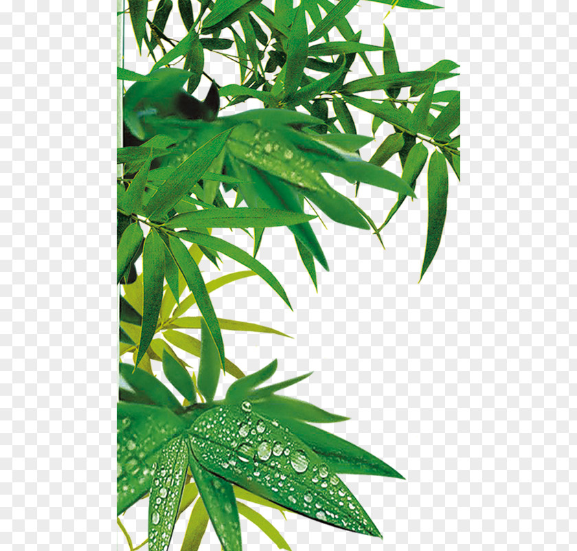 Bamboo Leaves Zongzi Bamboe Download PNG