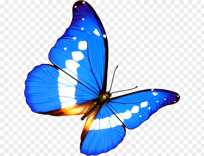 Butterfly Transparency And Translucency Android PNG