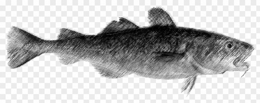 Cod Fish Drawing Fauna Marine Mammal /m/02csf Wildlife PNG