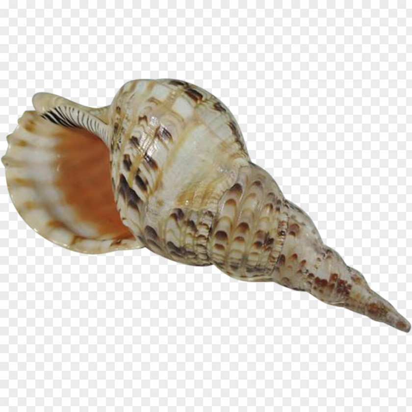 Conch Charonia Tritonis PNG