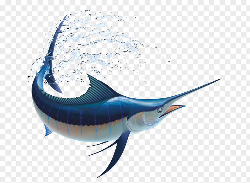 Fishing Marlin Atlantic Blue PNG