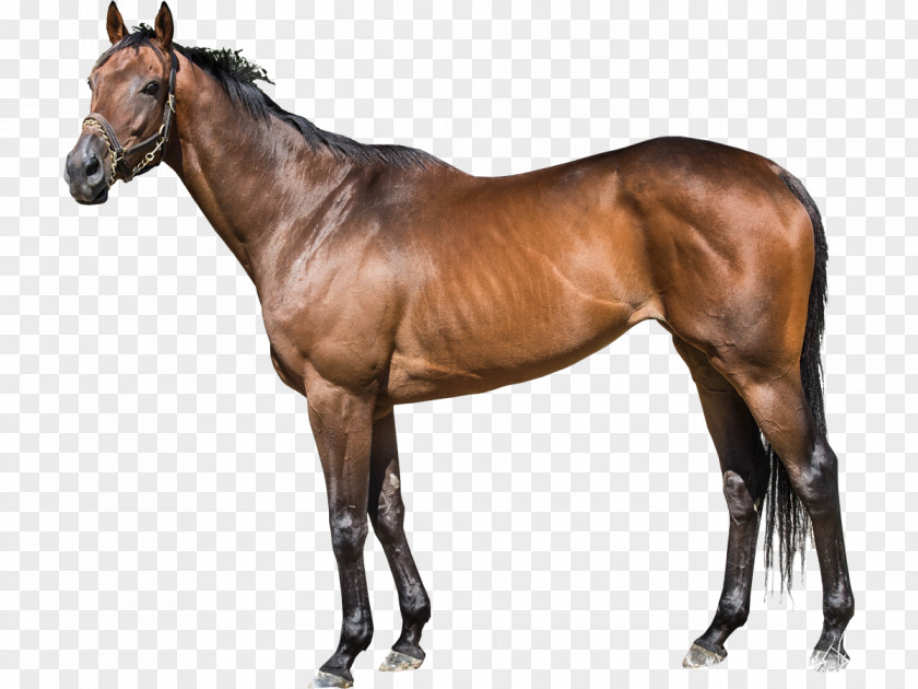 Horse Race Thoroughbred Stallion WinStar Farm Foal Darley Stud PNG