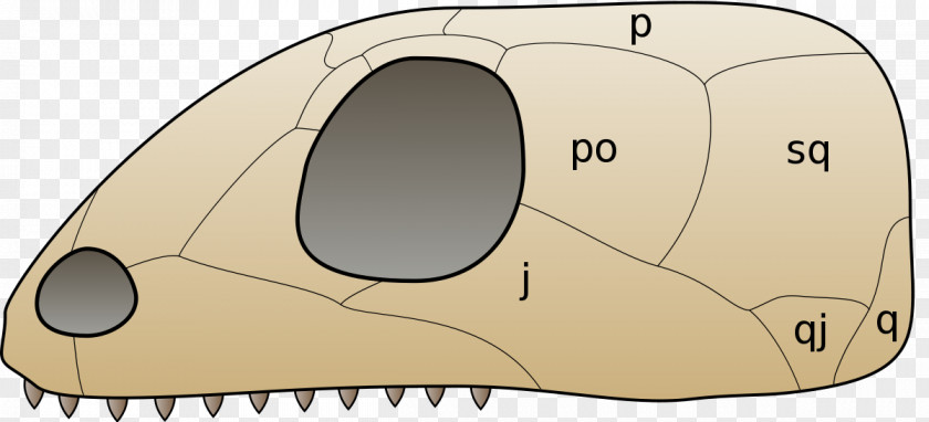 Skull And Bone Turtle Anapsid Synapsid Diapsid PNG