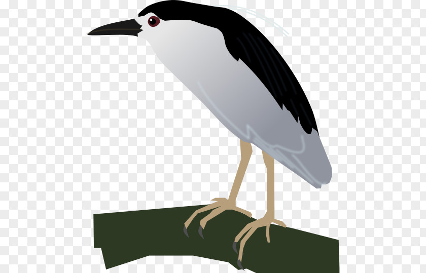 Stork Water Bird Crane Beak PNG