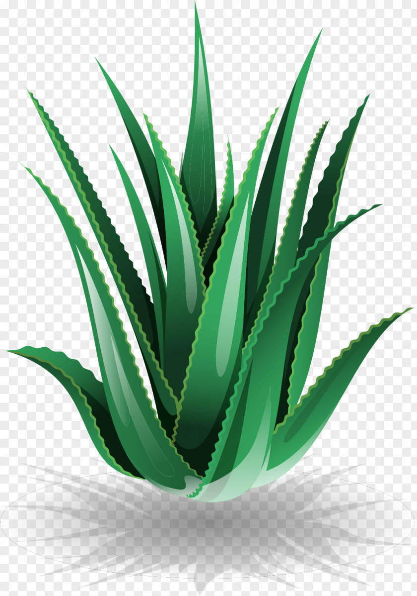 Vector Painted Aloe Vera Euclidean Cosmetics PNG