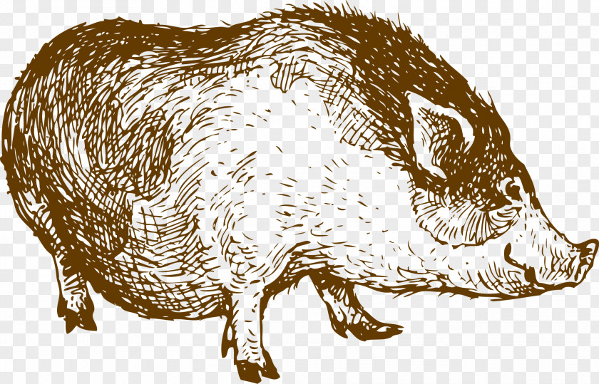 Wild Boar Painted Sheep Lamb And Mutton Drawing Illustration PNG