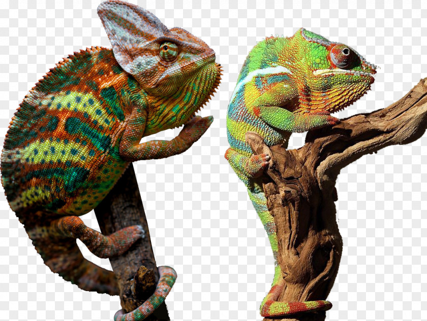 Animal Physical Chameleon Chameleons PNG