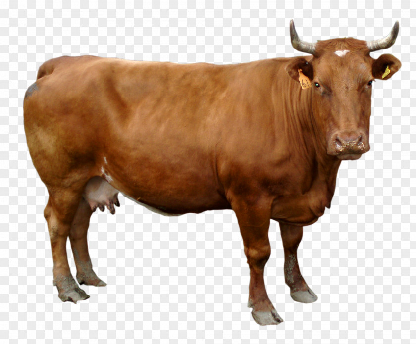 Brown Cow Image Holstein Friesian Cattle Wallpaper PNG