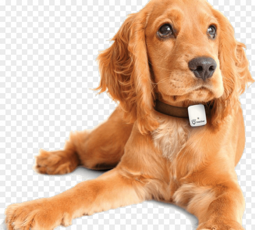 Dog GPS Navigation Systems Tracking Unit Global Positioning System Tractive PNG