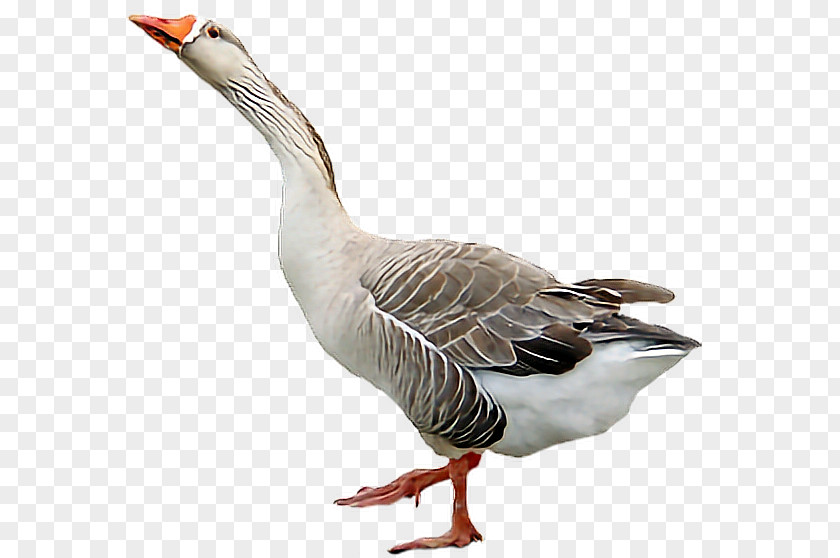 Goose Duck Desktop Wallpaper PNG