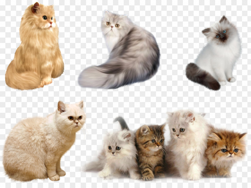 Kitten Persian Cat Havana Brown Aegean Maine Coon PNG