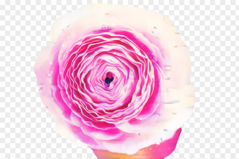 Spiral Rose Order Pink Flowers Background PNG