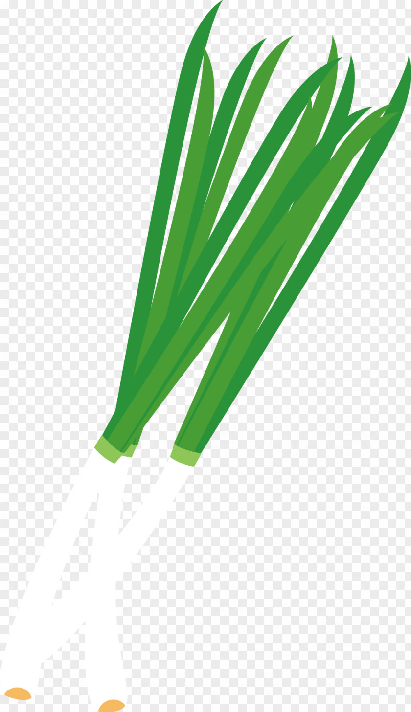 Vector Onion Allium Fistulosum PNG