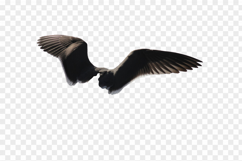 Wings Bird Wing Gulls Bald Eagle PNG