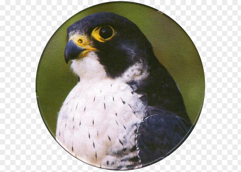 Bird Of Prey Peregrine Falcon Kestrel PNG