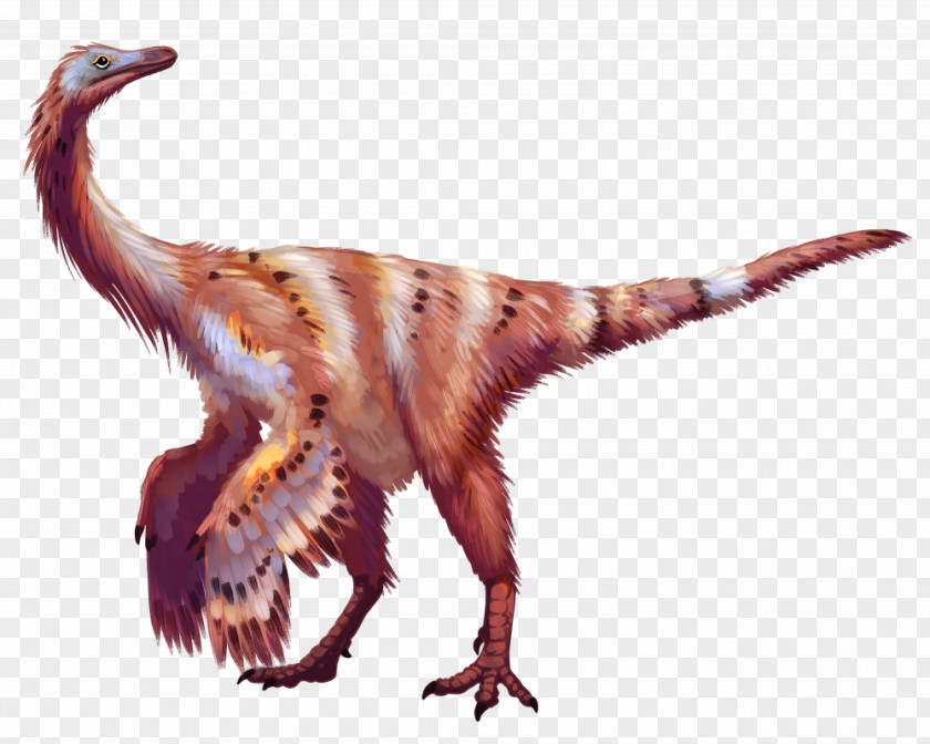 Feather Beak Velociraptor Wildlife Terrestrial Animal PNG
