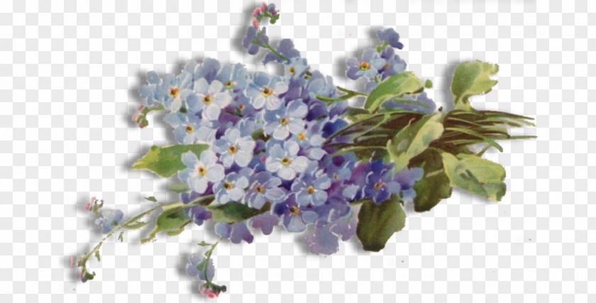 Forget Me Not Free Download Flower PNG