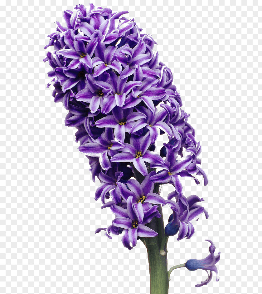 Hyacinth Image Clip Art Color Flower PNG