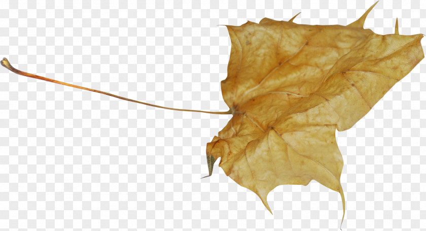 Leaf PNG