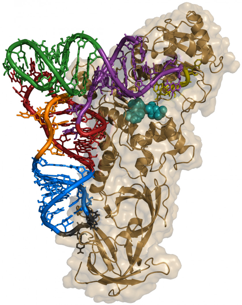 Aminoacyl TRNA Synthetase Transfer RNA Biology Anticodon PNG