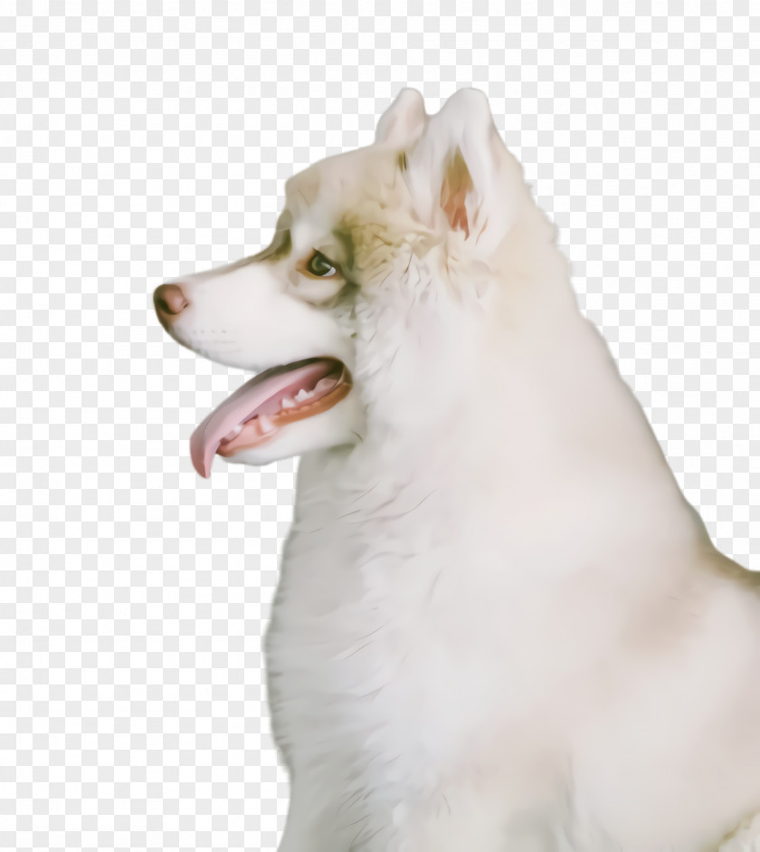 Ancient Dog Breeds Companion Cute PNG
