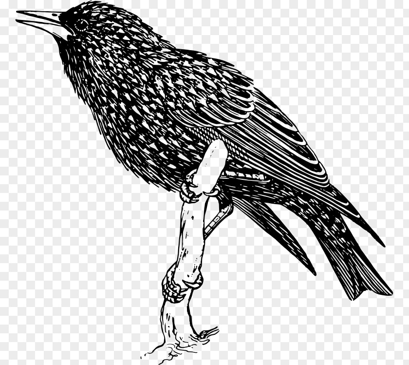 Bird Common Starling Clip Art PNG