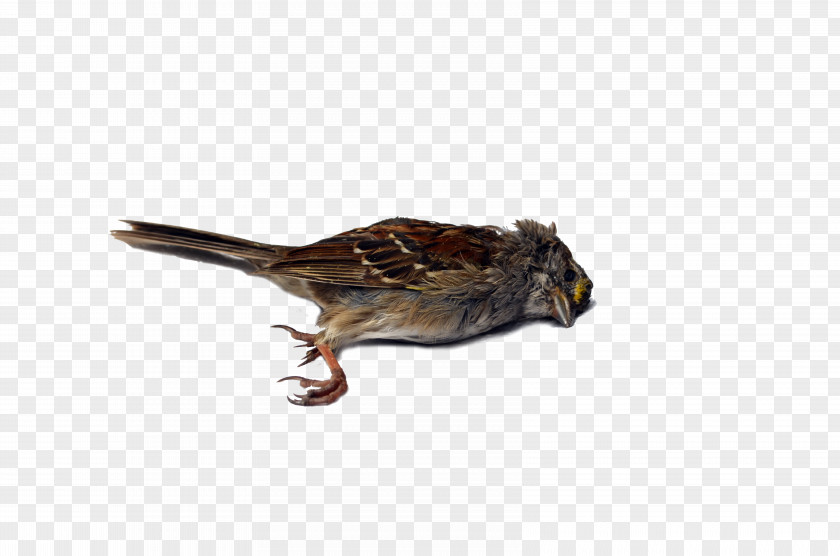 Bird Wren Sparrow Beak Blue Jay PNG