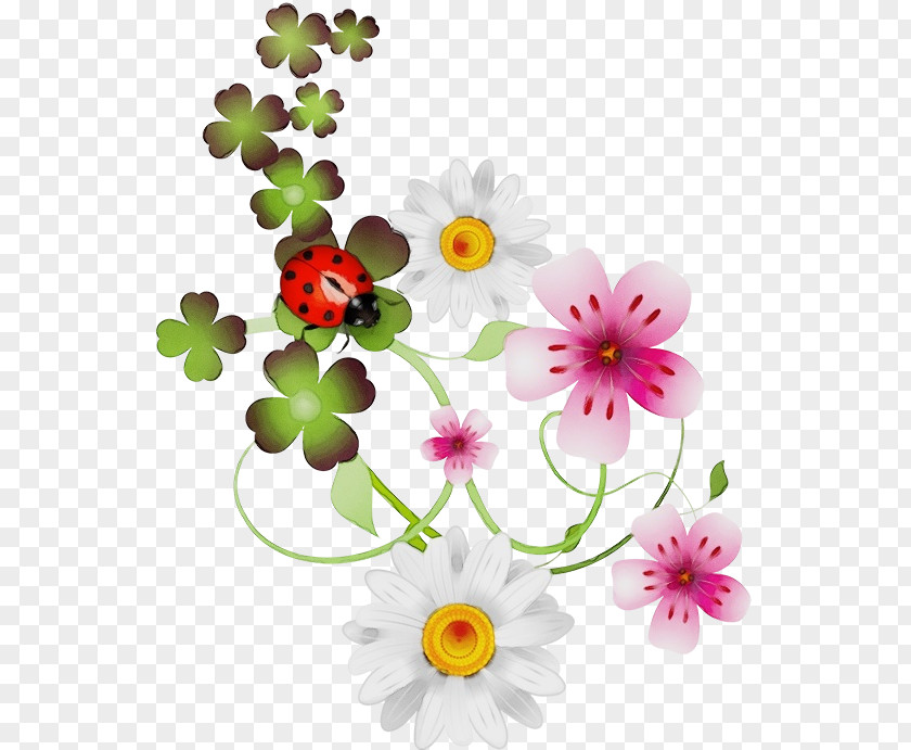 Floristry Daisy Family Flowers Background PNG